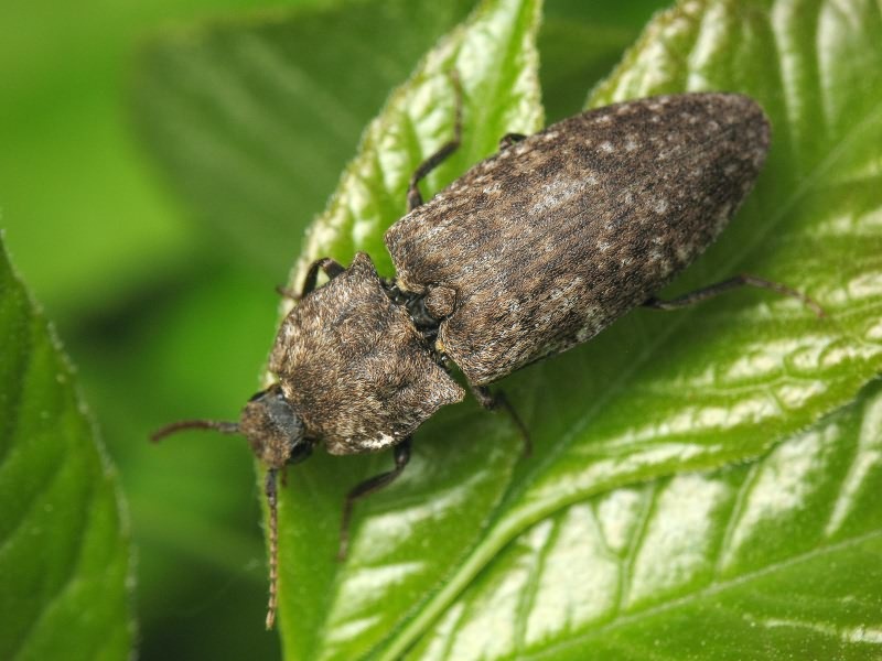 Agrypnus murinus (Linnaeus, 1758)